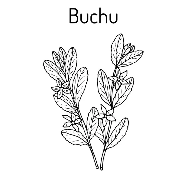 Buchu Agathosma betulina , medicinal plant — Stock Vector