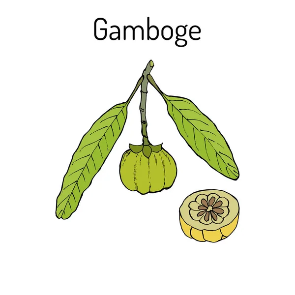 Gamboge Garcinia cambogia , medicinal plant — Wektor stockowy