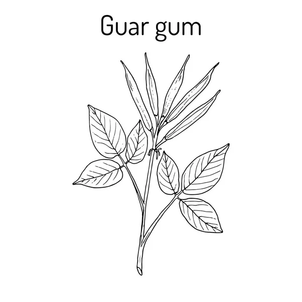 Guarkärnmjöl Cyamopsis tetragonoloba, eller kluster bönor, medicinalväxt — Stock vektor