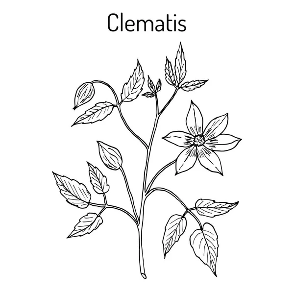 Clematis vitalba, o viejo barba, o viajero alegría, planta medicinal — Vector de stock
