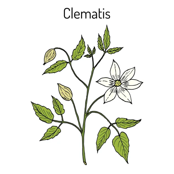 Clematis vitalba, or old man beard, or traveller joy, medicinal plant — Stock Vector