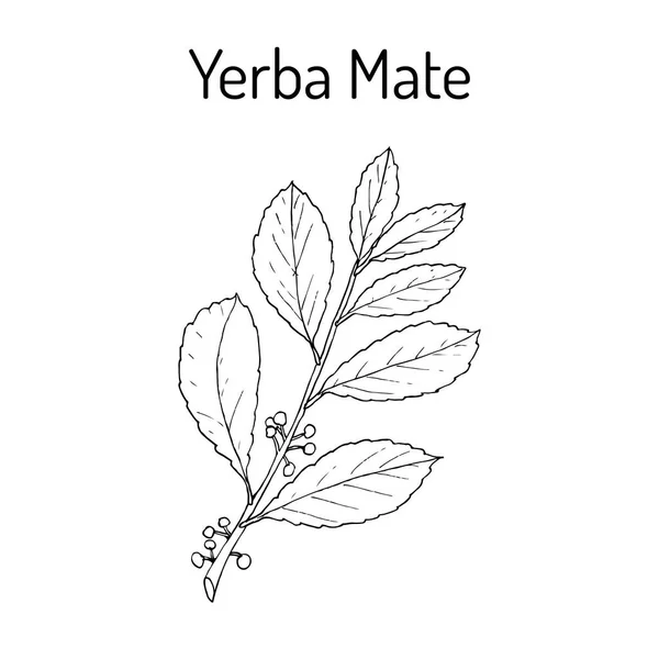 Yerba mate Ilex paraguariensis, pianta medicinale — Vettoriale Stock