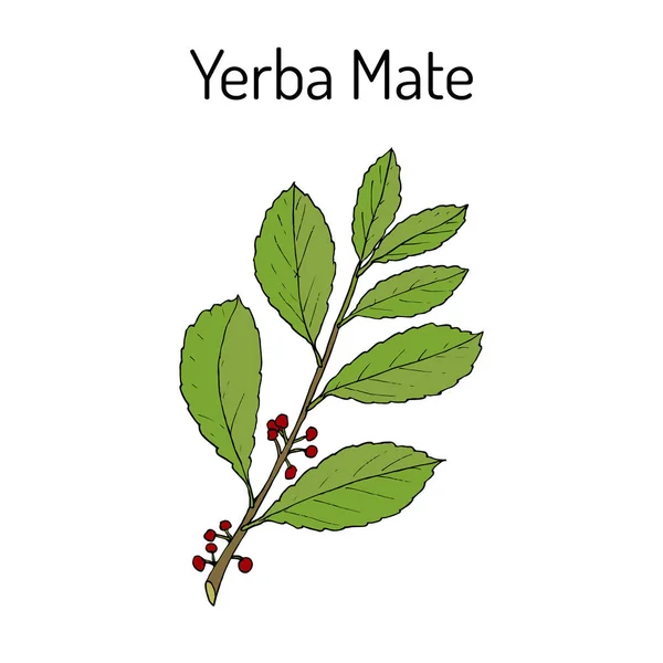 Yerba mate Ilex paraguariensis, planta medicinal — Vector de stock