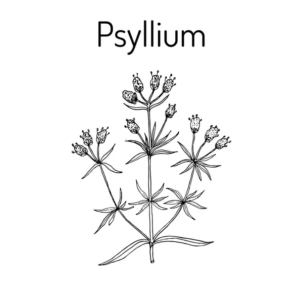 Ispaghula 车前车前, 药用植物 — 图库矢量图片