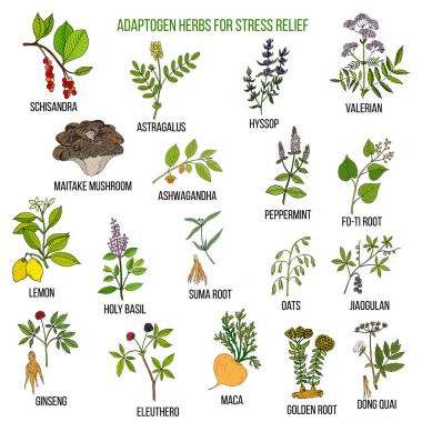 Stres yardım için en iyi adaptogen otlar