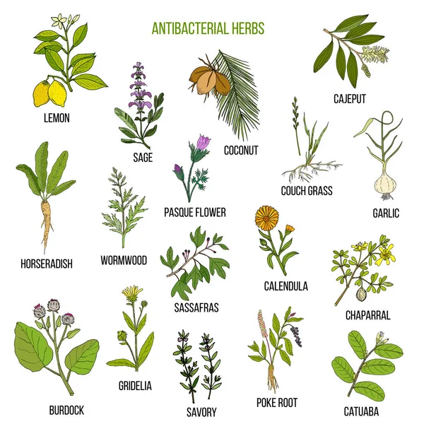 Meilleures herbes antibactériennes — Image vectorielle