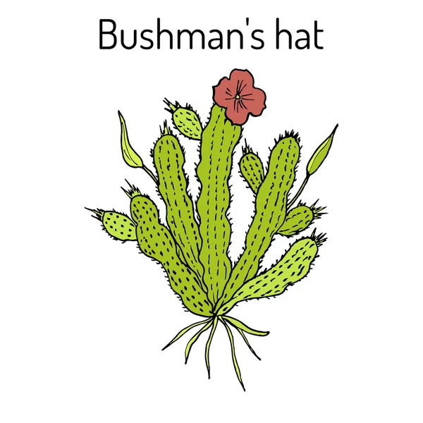 Bushmans hatt Hoodia gordonii, medicinalväxt — Stock vektor