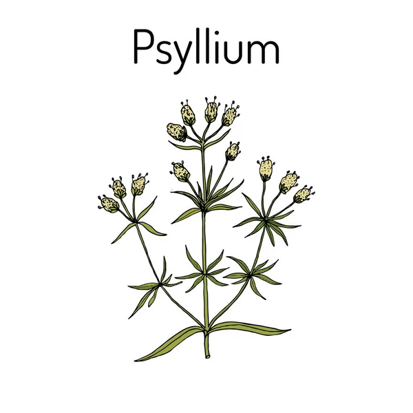 Ispaghula plantago psyllium, planta medicinal — Vector de stock