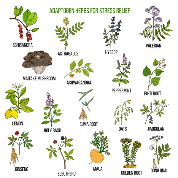 Meilleures herbes adaptogènes pour soulager le stress — Image vectorielle