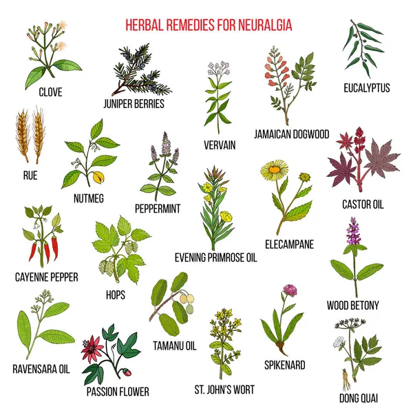 Best herbal remedies for neuralgia Royalty Free Stock Illustrations