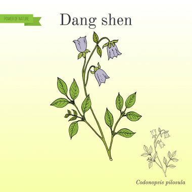 Codonopsis pilosula veya dang shen, şifalı bitki