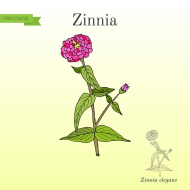 Zinnia elegans veya gençlik ve yaş, çiçekli bitki