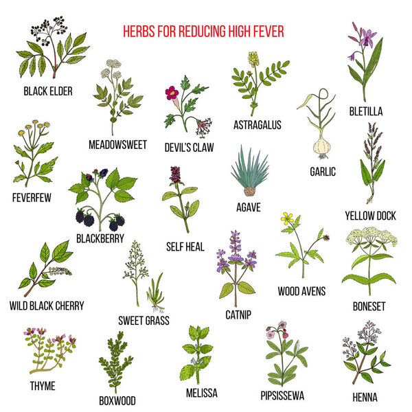 Лучшие травяные средства для снижения высокой температуры
