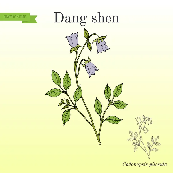 Codonopsis pilosula, or dang shen, medicinal plant — Stock Vector