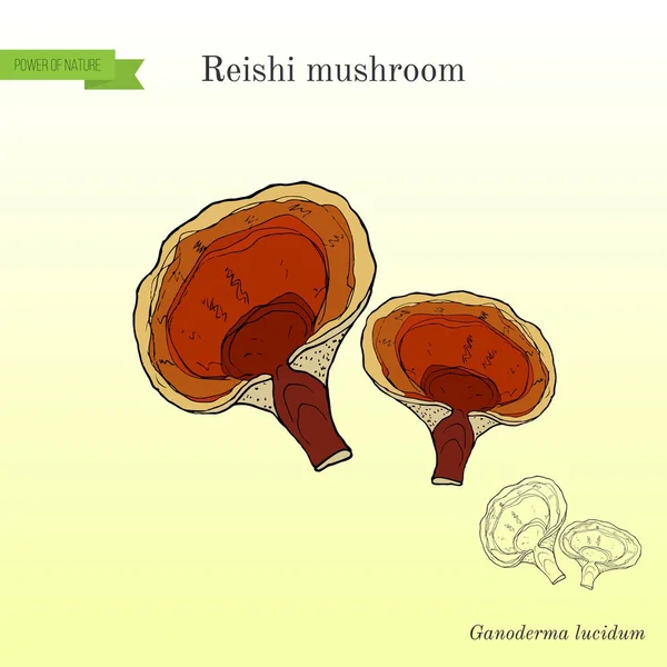 Reishi mushroom Ganoderma lucidum, superfood, medicine plant — 스톡 벡터