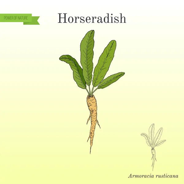 Rábano picante Cochlearia armoracia - vegetal, planta medicinal — Vector de stock