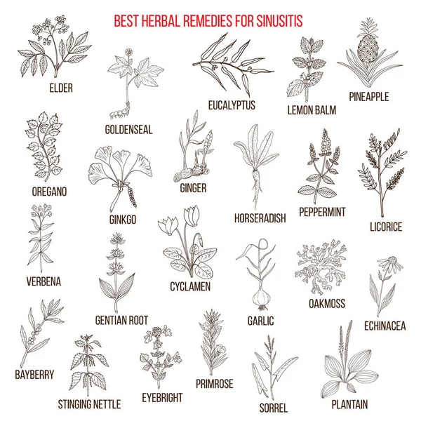 Los mejores remedios herbarios para la sinusitis — Vector de stock