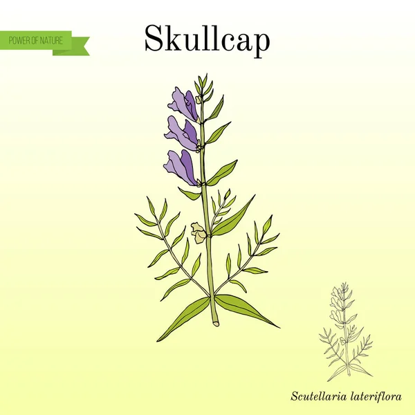 Baikal skullcap scutellaria baicalensis - planta medicinal — Vector de stock