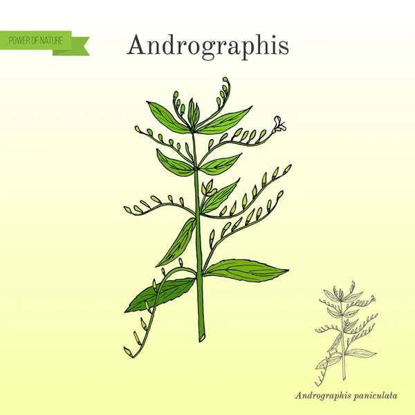 Andrographis paniculata, o rey de los amargos, hierba ayurvédica — Archivo Imágenes Vectoriales