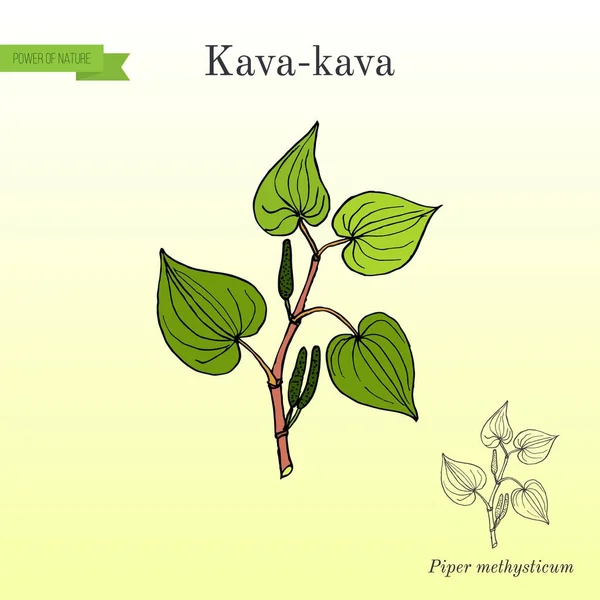 Kava-kava piper methysticum, plante médicinale — Image vectorielle