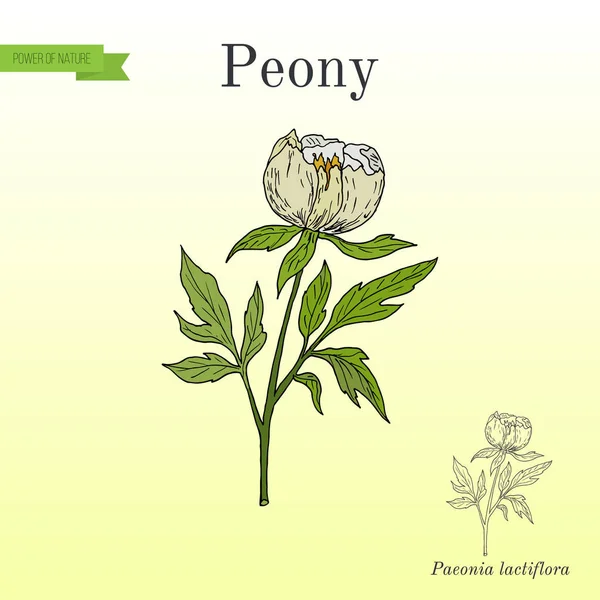 Chinese peony Paeonia lactiflora , medicinal plant — Stock Vector