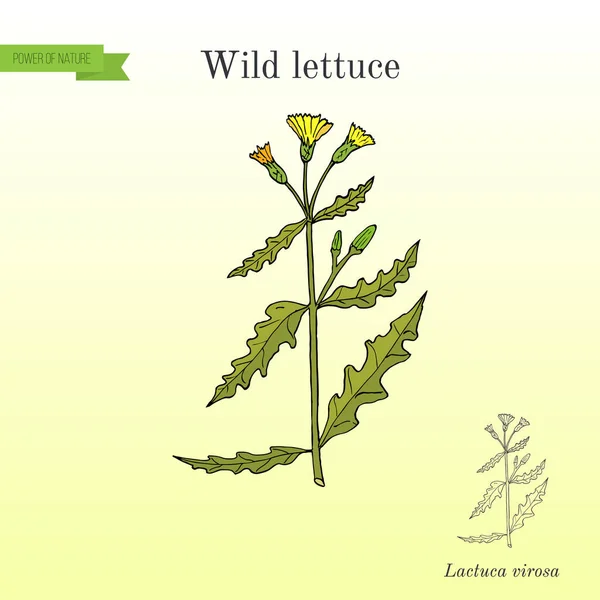 Lattuga selvatica o spinosa Lactuca serriola o cardo mariano, pianta medicinale — Vettoriale Stock