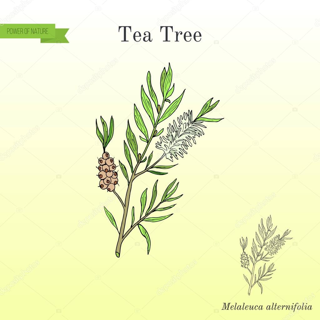 Tea tree Melaleuca alternifolia , or narrow-leaved paperbark - medical plant