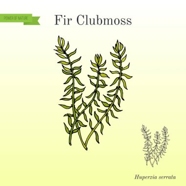 Köknar clubmoss Huperzia serrata, Kuzey firmoss, şifalı bitki