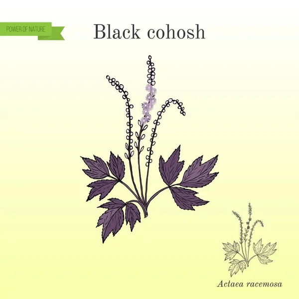 Black cohosh Actaea racemosa or bugbane, medicinal plant. Hand drawn botanical vector illustration — Stock Vector