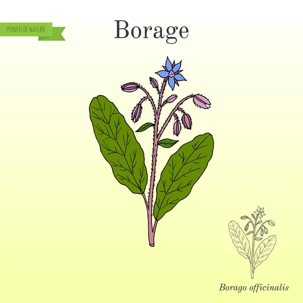 Borage Borago officinalis , or starflower, culinary and medicinal plant — Stock Vector