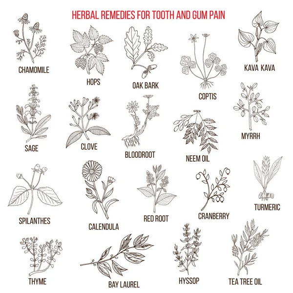 Meilleurs remèdes à base de plantes pour la douleur dentaire et gingivale — Image vectorielle