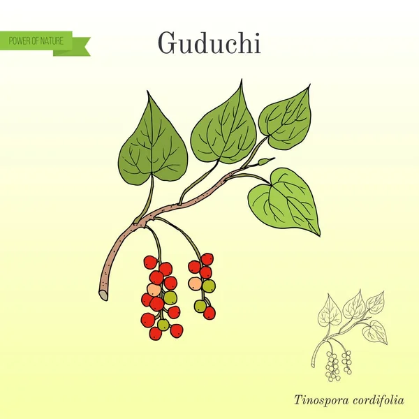Guduchi Tinospora cordifolia, pianta medicinale ayurvedica — Vettoriale Stock