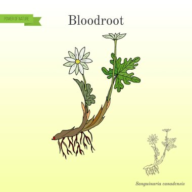 Blood Root Sanguinaria canadensis , medicinal plant clipart