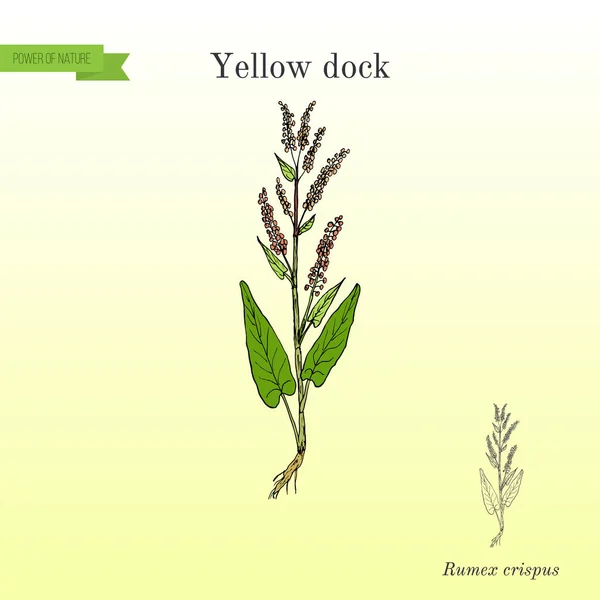 Sárga dock-Rumex confertus, vagy parell, türelem gyógynövény gyógynövény — Stock Vector