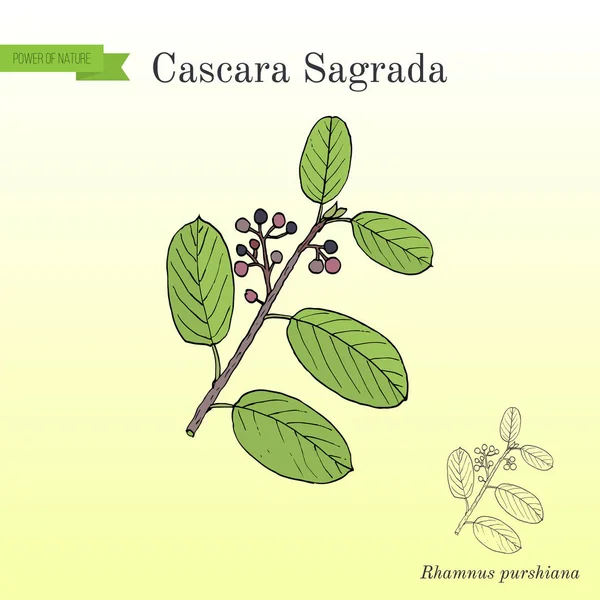 Cascara sagrada Rhamnus purshiana , or persian bark, medicinal plant — Stock Vector