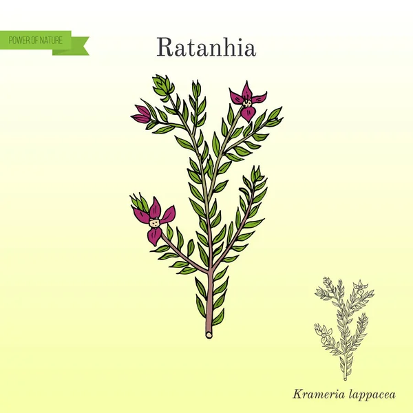Rhatany Krameria lappacea , medicinal plant — Stock Vector
