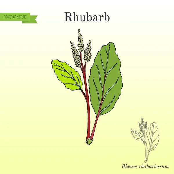 大黄大黄 rhabarbarum，烹饪和药用植物 — 图库矢量图片