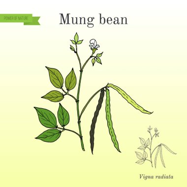 Mung fasulye Vigna radiata yaprakları ve bakla ile