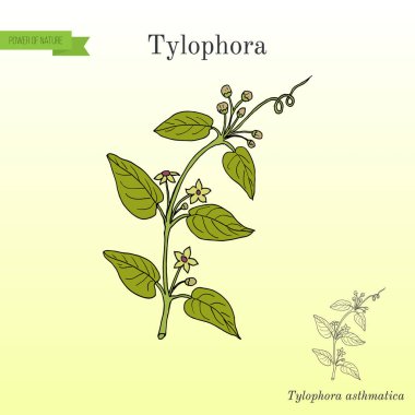 Tylophora asthmatica, şifalı bitki