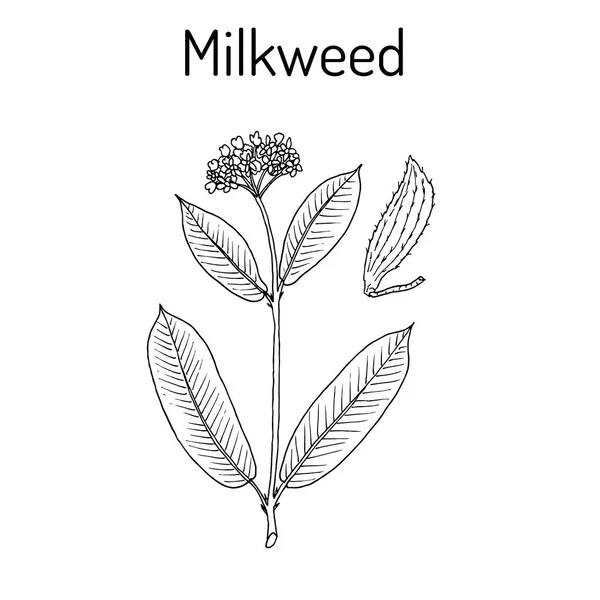 Milkweed Asclepias syriaca, planta medicinal — Vetor de Stock