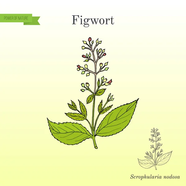 Figwort Scrophularia nodosa, pianta medicinale e miele — Vettoriale Stock