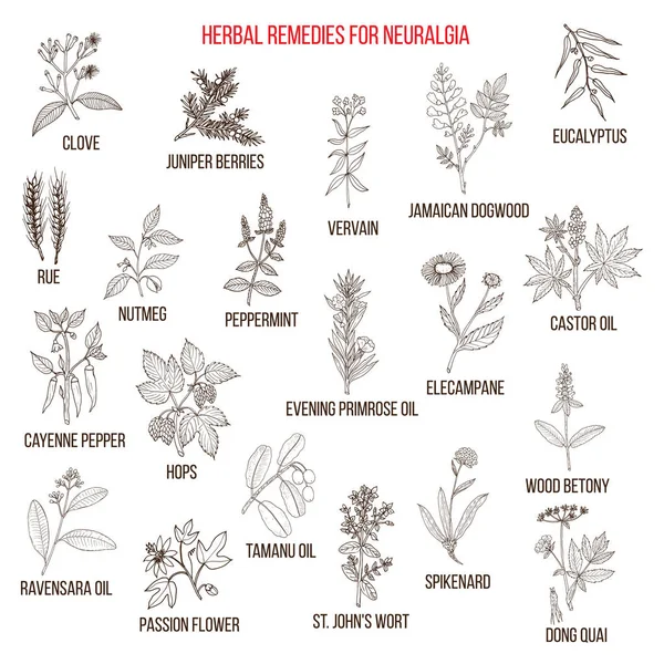 Best herbal remedies for neuralgia Vector Graphics