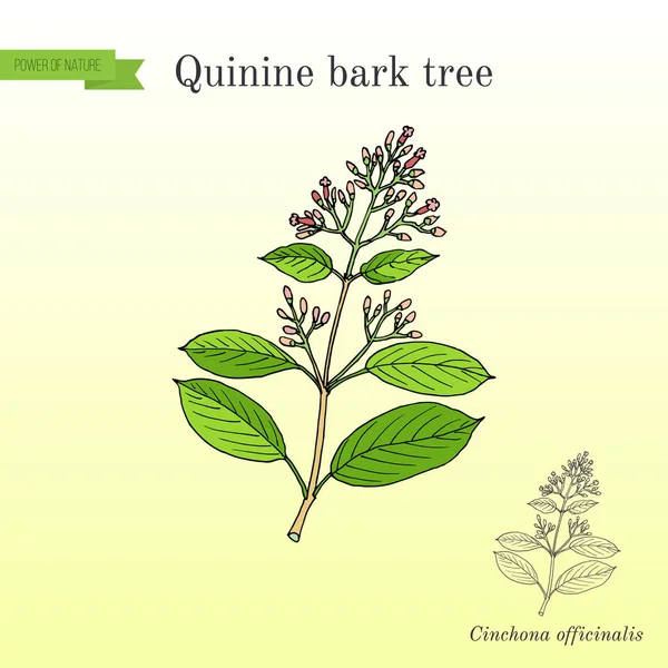 Kinin Bark Tree Cinchona officinalis, medicinalväxt — Stock vektor