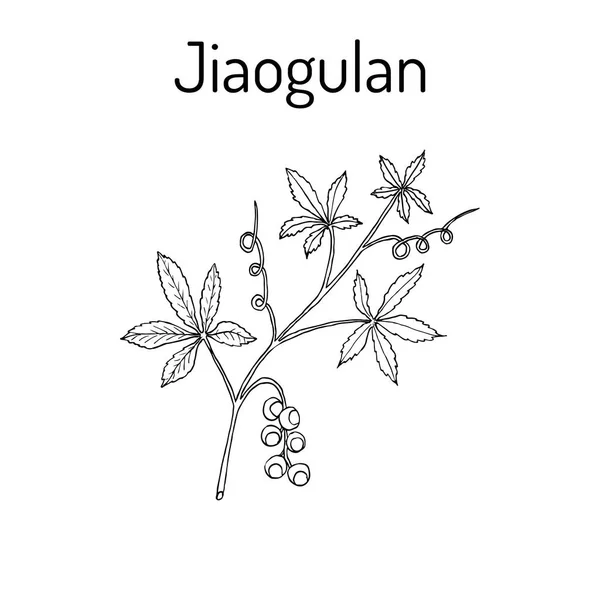Jiaogulan Gynostemma pentaphyllum, planta medicinal . — Vetor de Stock