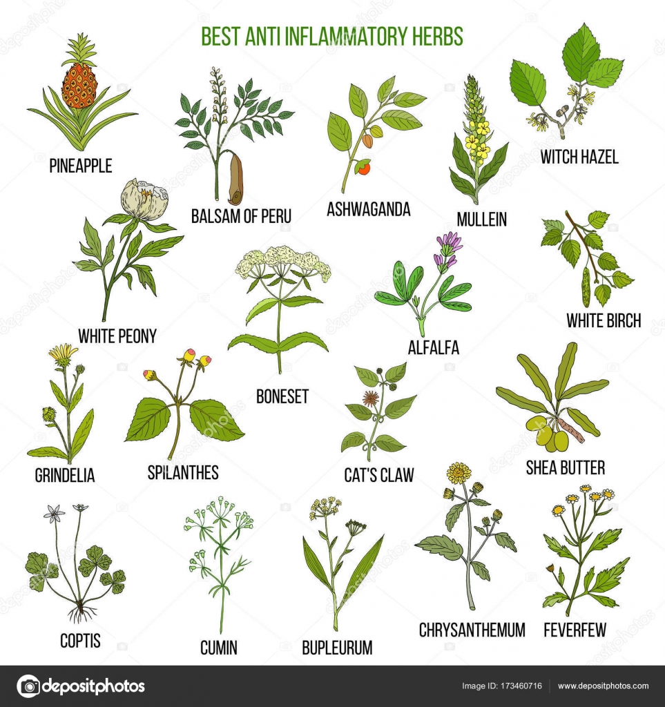 Best Anti inflammatory Herbs