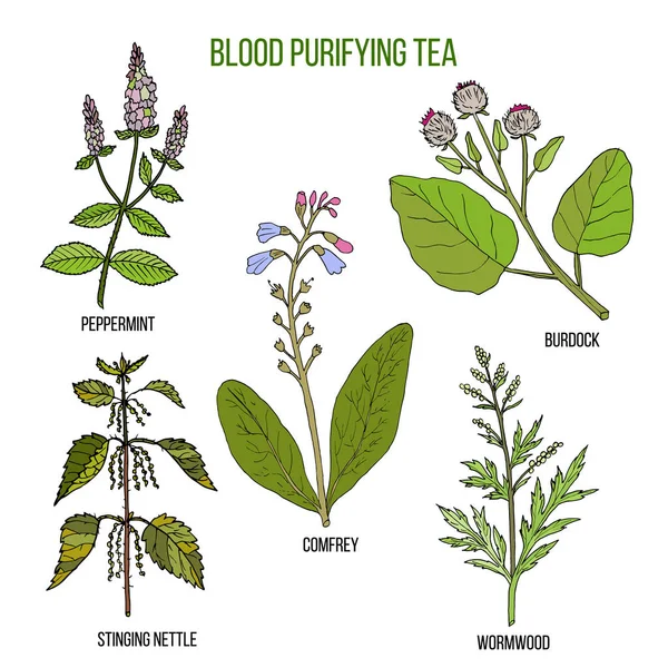Melhores ervas para chá purificador de sangue — Vetor de Stock