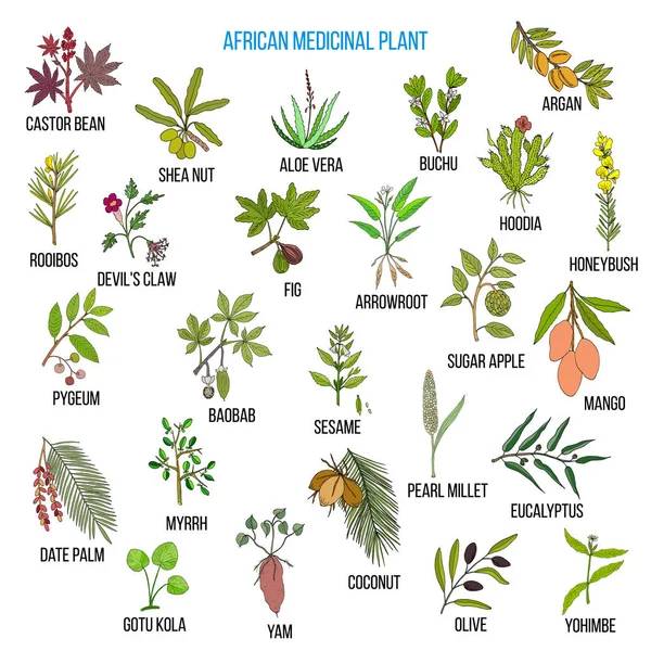 Afrikaanse geneeskrachtige planten — Stockvector