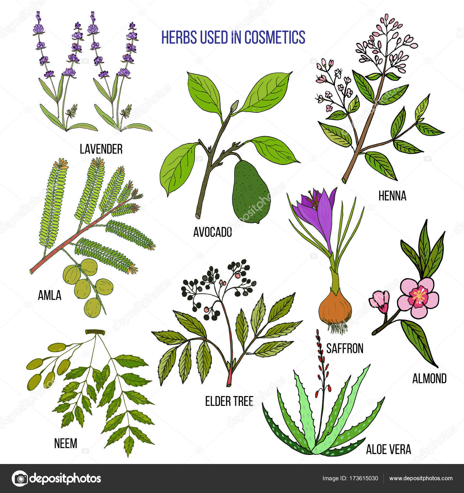 Imágenes hierbas medicinales con nombres Hierbas usadas