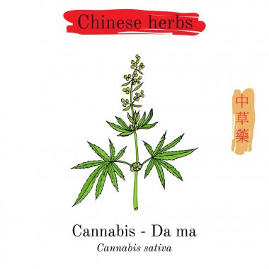 Medicinal herbs of China. Safflower Carthamus tinctorius clipart