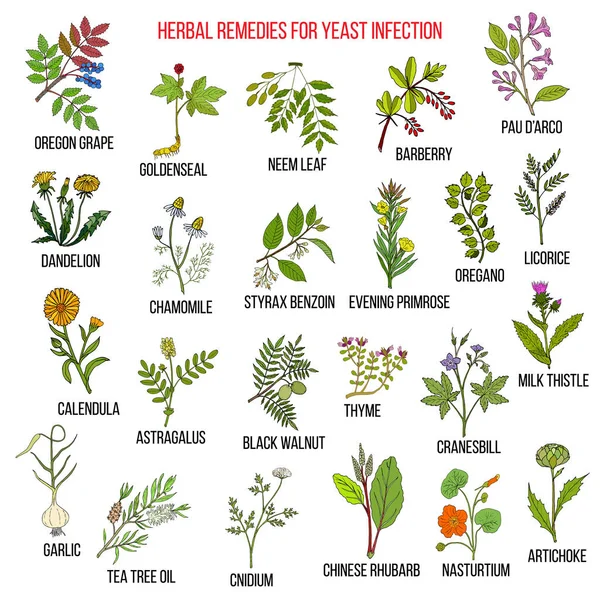 Meilleurs remèdes à base de plantes pour l'infection à levures — Image vectorielle
